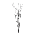 Branches