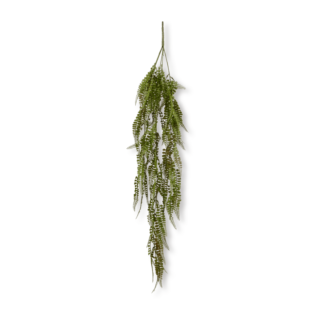 Hanging Fern