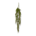 Hanging Fern