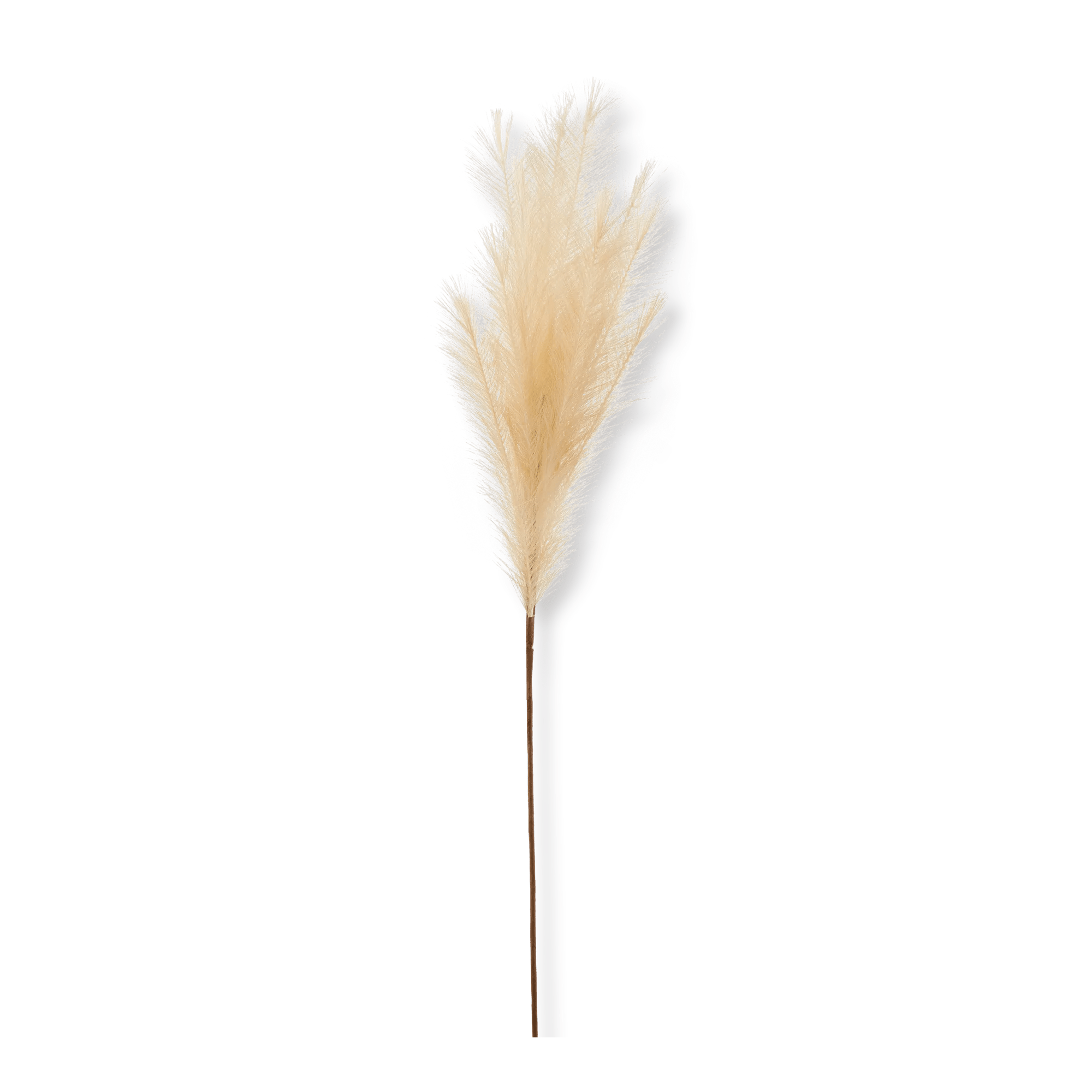 Pampas