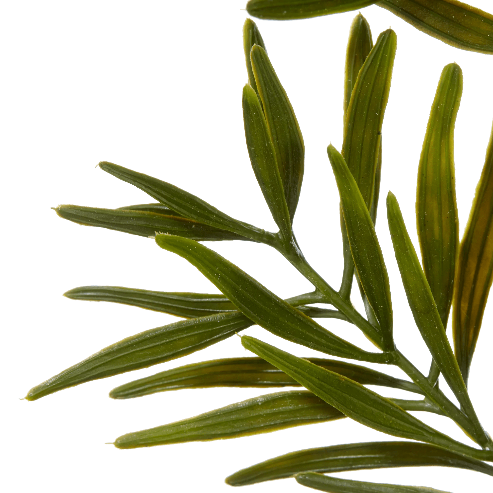 Artificial Leaves