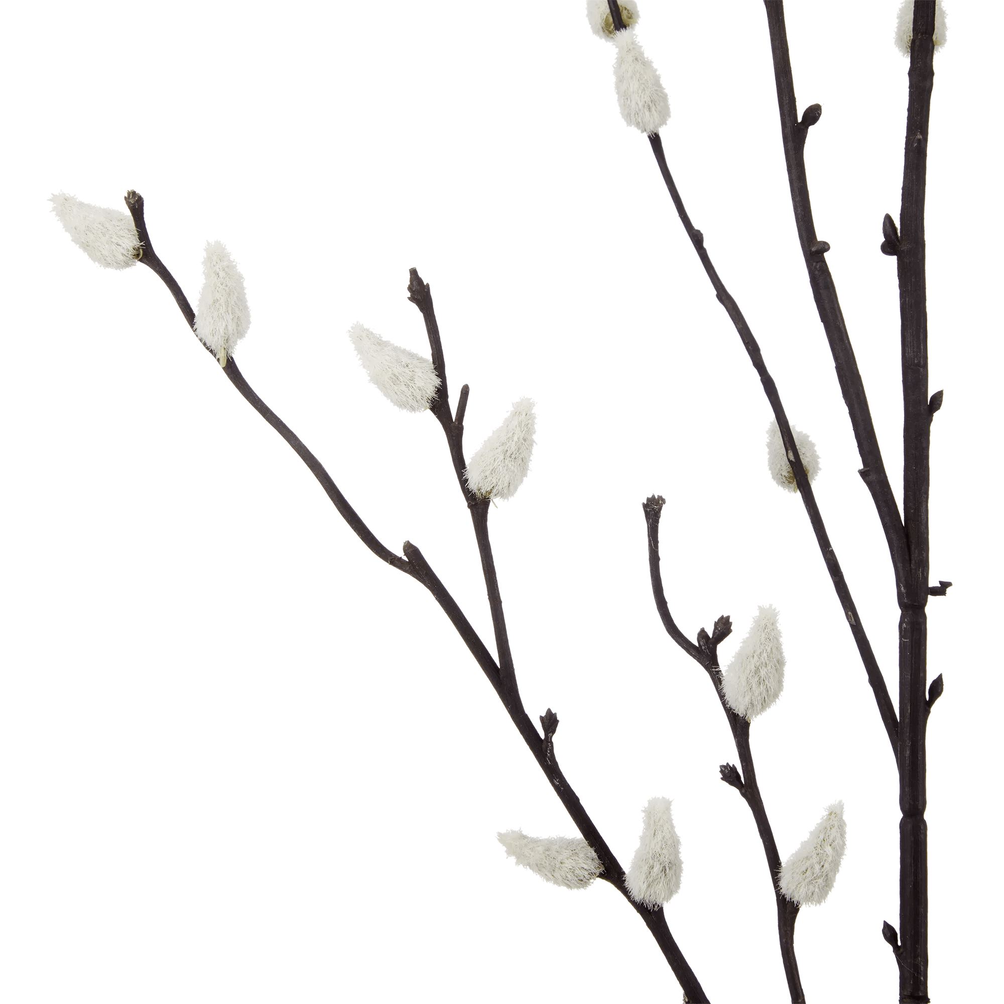 Pussy Willow Stem