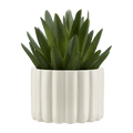 Agave in Pot