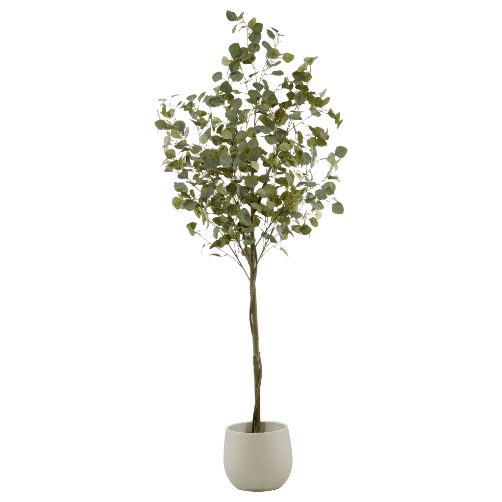 Eucalyptus Tree