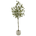 Eucalyptus Tree