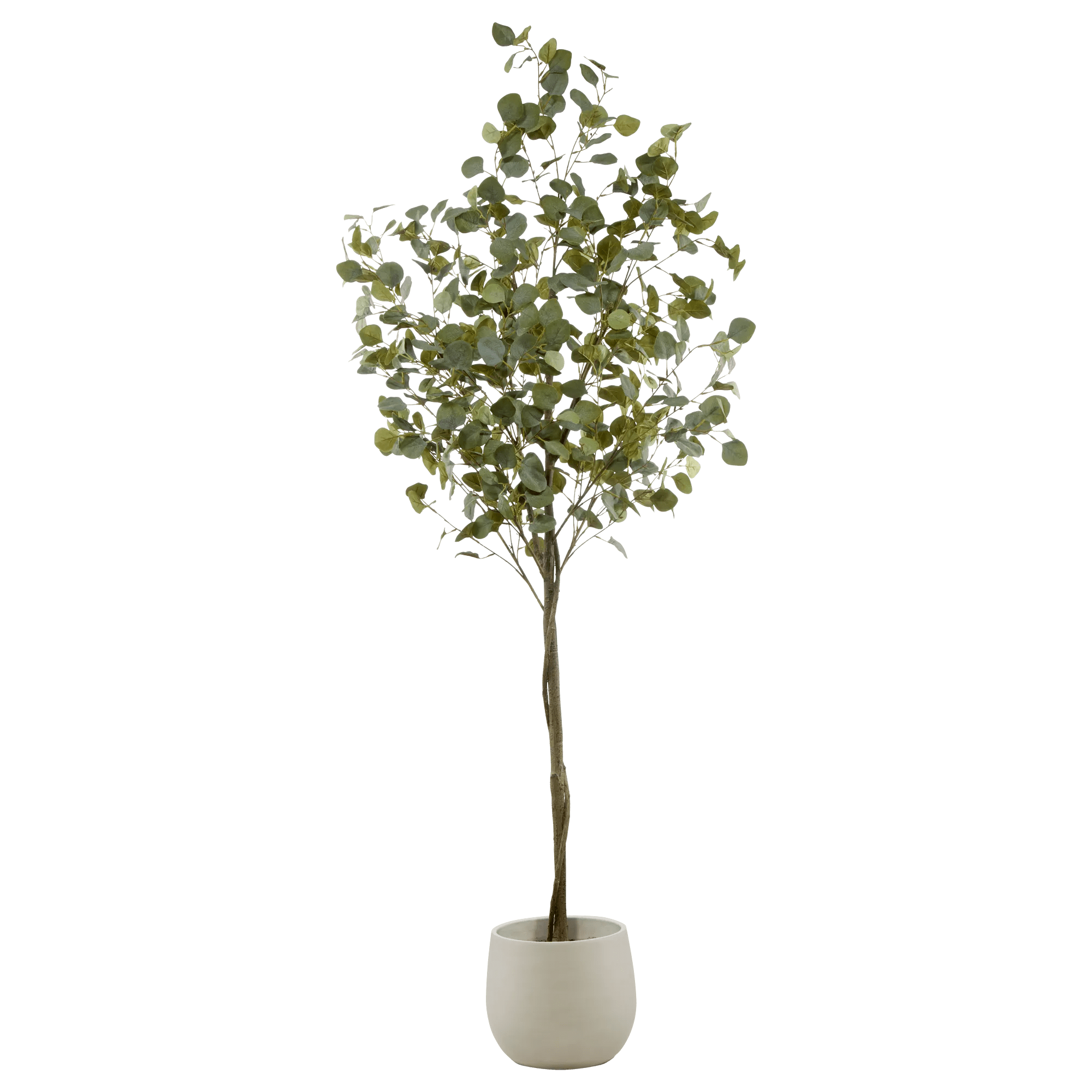 Eucalyptus Tree