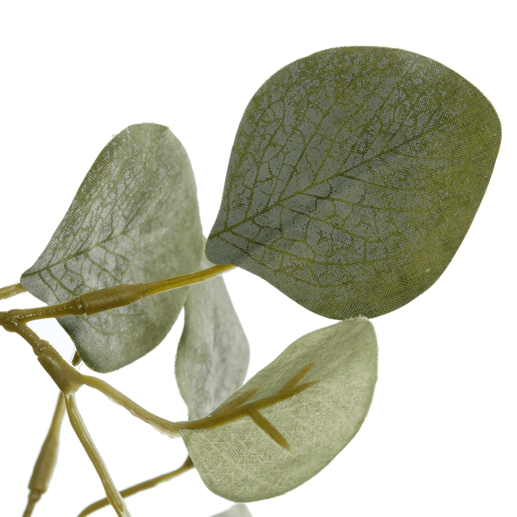 Eucalyptus Tree