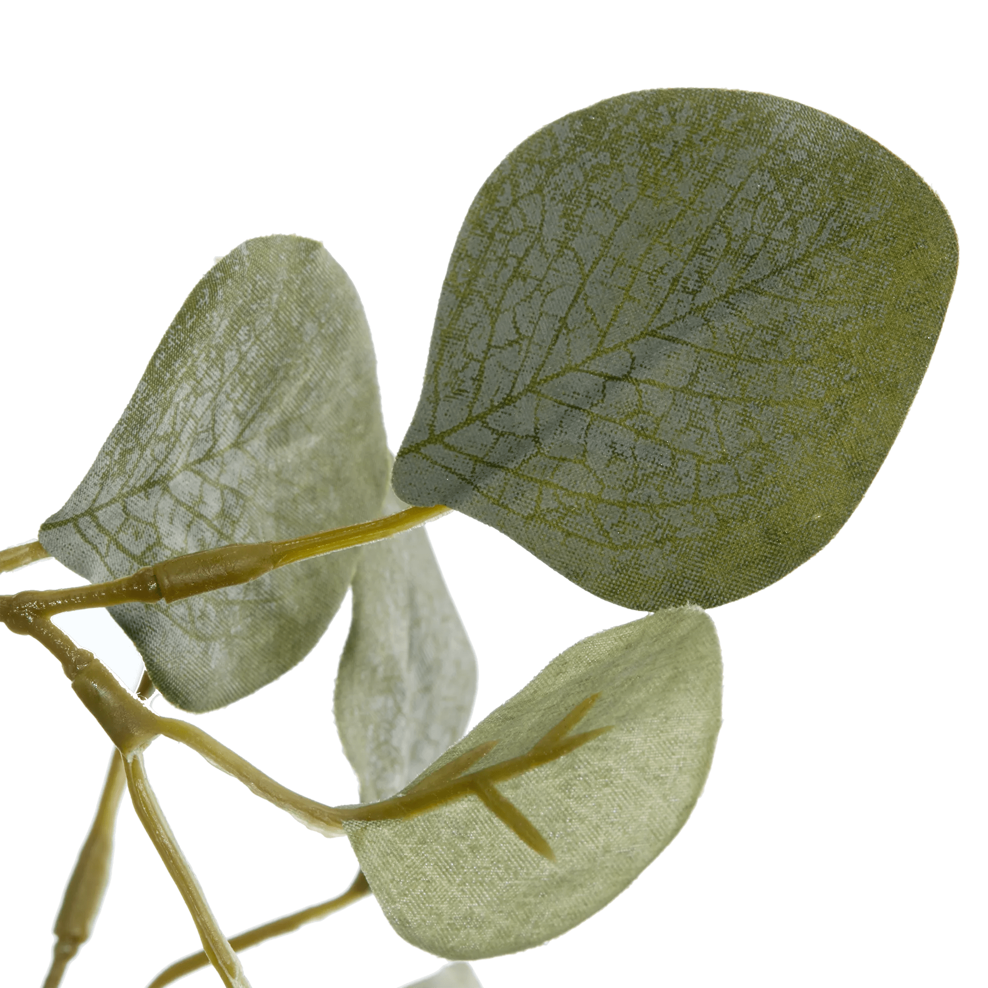 Eucalyptus Tree