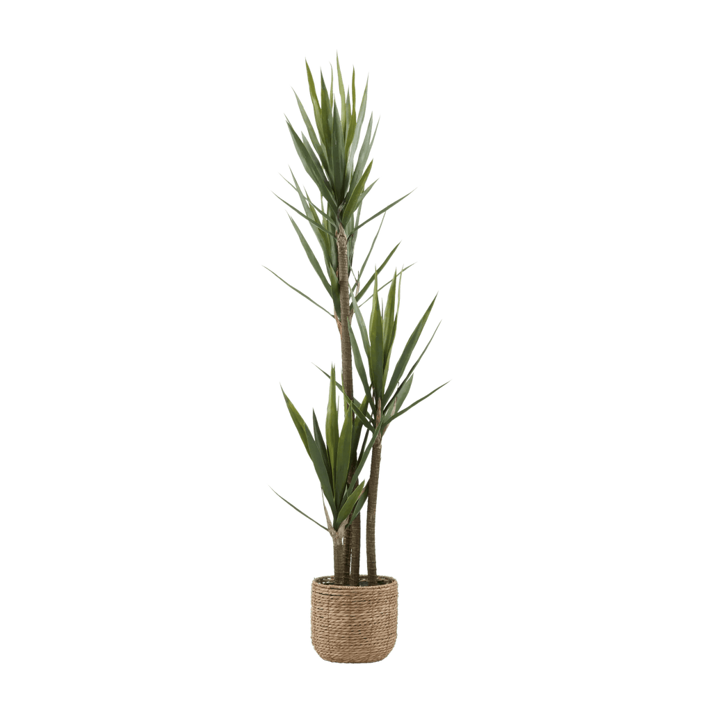 Yucca in Pot