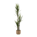 Yucca in Pot
