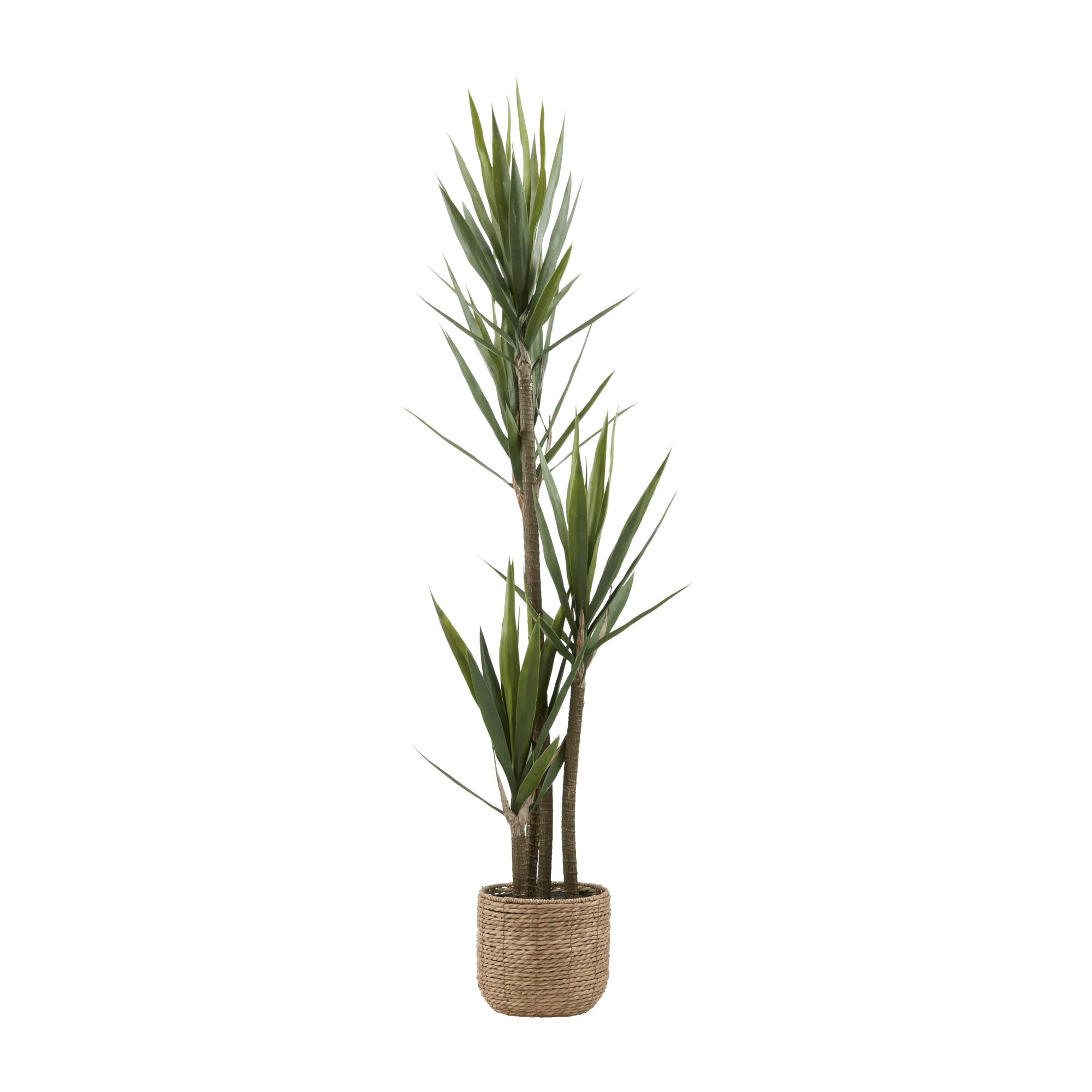 Yucca in Pot