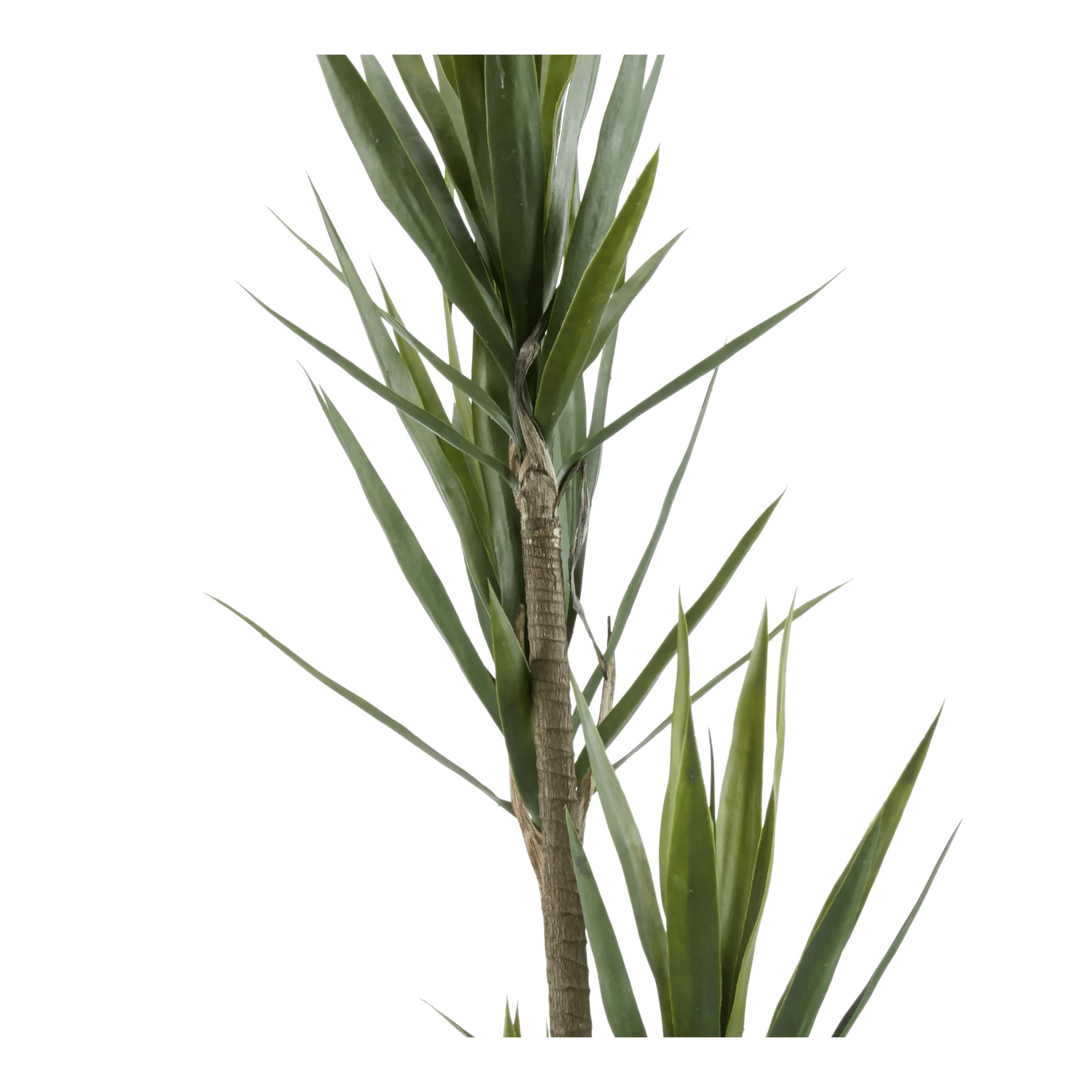 Yucca in Pot