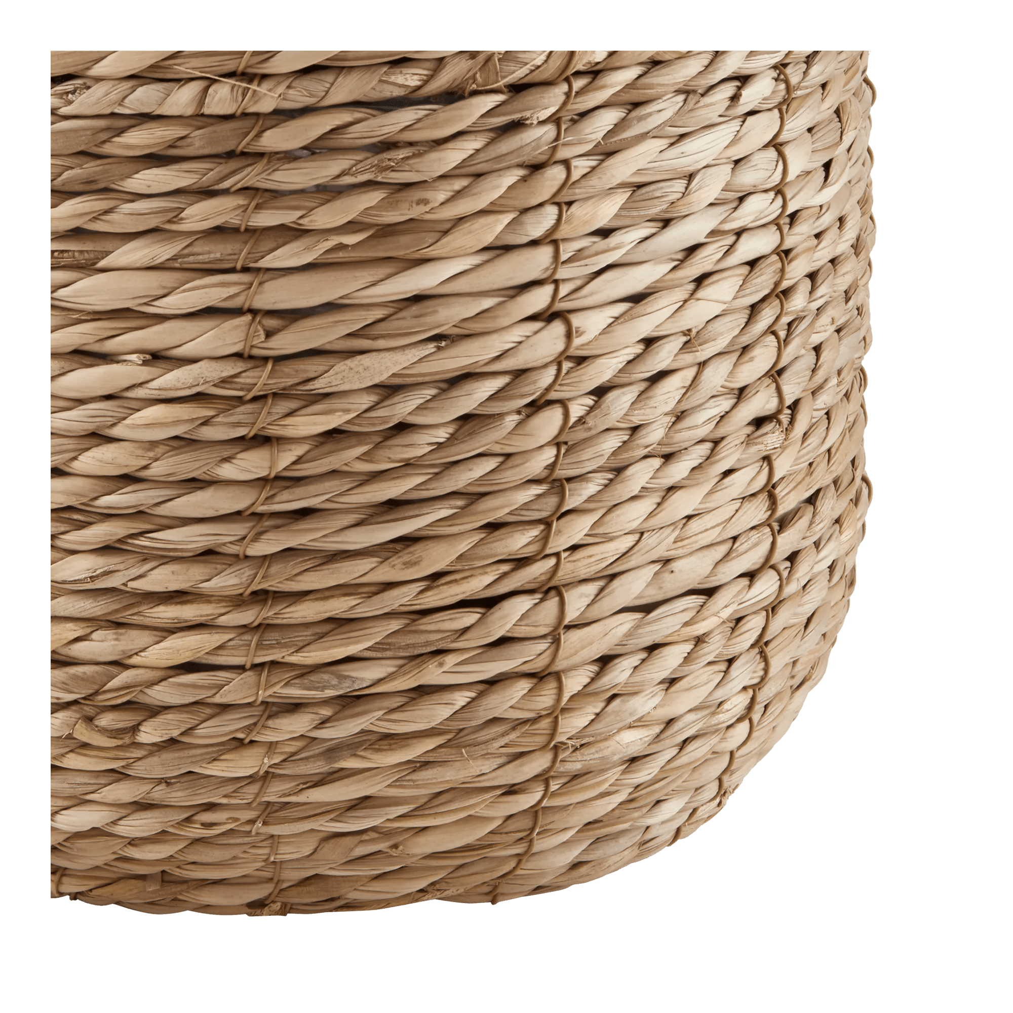 Yucca in Pot
