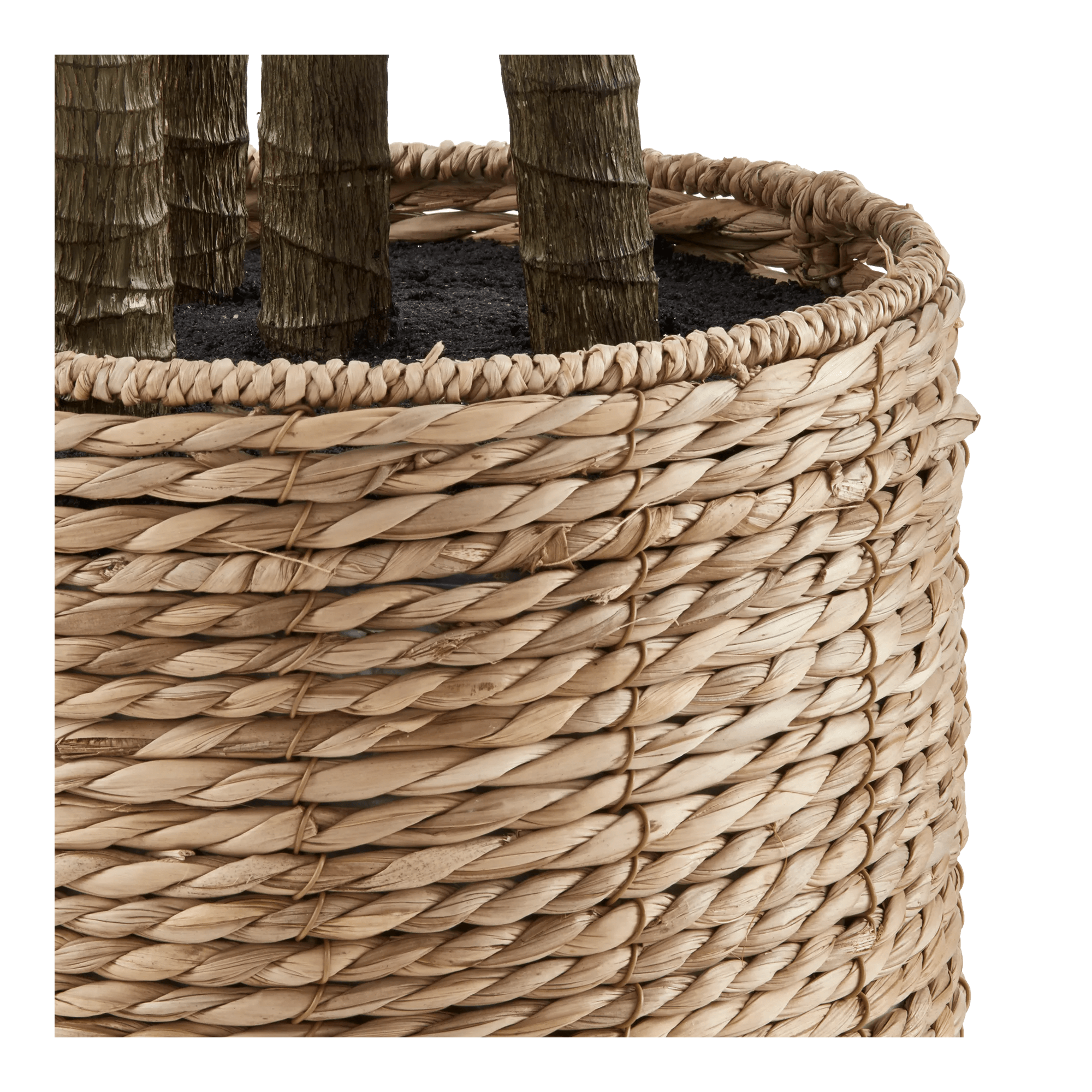 Yucca in Pot